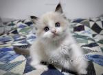 Mighty Mouse - Ragdoll Kitten For Sale - Tuscaloosa&comma; AL&comma; US