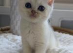 Umi jr - British Shorthair Kitten For Sale - Carrollton&comma; TX&comma; US