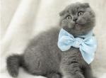 Charming British & Scottish Kittens - Scottish Fold Kitten For Sale - Sacramento&comma; CA&comma; US