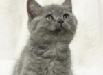 Adorable British Shorthair Kitten - British Shorthair Kitten For Sale - Sacramento&comma; CA&comma; US