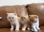 Exotic shorthair Persians - Exotic Kitten For Sale - Carlsbad&comma; CA&comma; US