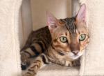 Kion - Bengal Kitten For Adoption - Des Plaines&comma; IL&comma; US
