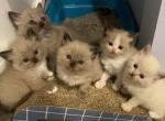 Stunning variety - Ragdoll Kitten For Sale - Rochester&comma; NY&comma; US