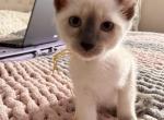 Zaras kittens - Siamese Kitten For Sale - Waltham&comma; MA&comma; US