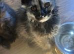 Female tortie - Polydactyl Kitten For Sale - Peabody&comma; MA&comma; US