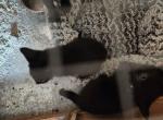 Snap Crackle and Pop - Domestic Kitten For Adoption - Roseboro&comma; NC&comma; US