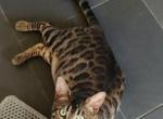 Nova Moon - Bengal Cat For Sale - Berlin Center&comma; OH&comma; US