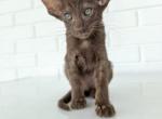 Oriental Shorthair Yellow color - Oriental Kitten For Sale - Hollywood&comma; FL&comma; US