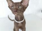 Oriental Shorthair White Collar - Oriental Kitten For Sale - Hollywood&comma; FL&comma; US