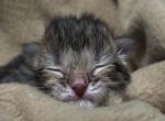 Baby 1 - Scottish Fold Kitten For Sale - 