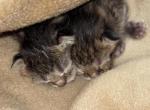 Baby 2 - Scottish Fold Kitten For Sale - 