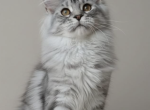 Sigrid - Maine Coon Kitten For Sale - Denver&comma; CO&comma; US