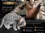 Thomas - Bengal Kitten For Sale - 