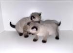 Unnamed - Siamese Kitten For Sale - Enfield&comma; CT&comma; US