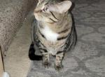 Lucie - Domestic Cat For Adoption - VA&comma; US