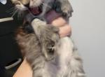 Smokey boy 26 toes - Maine Coon Kitten For Sale - Mundelein&comma; IL&comma; US