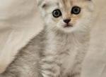 Trevor Scottish Fold - Scottish Fold Kitten For Sale - 