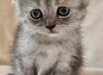 Tammy Scottish Fold - Scottish Fold Kitten For Sale - Travelers Rest&comma; SC&comma; US
