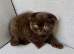 Younger Scottish Fold Chocolate Female - Scottish Fold Kitten For Sale - Orlando&comma; FL&comma; US