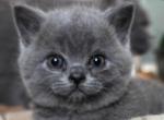 Clover British Shorthair Blue Kitten - British Shorthair Kitten For Sale - IL&comma; US