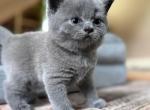 Fern British Shorthair Blue Kitten - British Shorthair Kitten For Sale - IL&comma; US