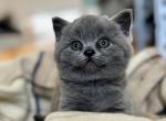Reed British Shorthair Blue Kitten - British Shorthair Kitten For Sale - IL&comma; US