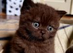 Poppy British Shorthair Cinnamon Kitten - British Shorthair Kitten For Sale - IL&comma; US
