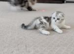 B A B Y  G - Scottish Fold Kitten For Sale - Fontana&comma; CA&comma; US