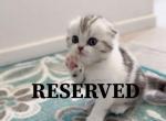 B A B Y  G - Scottish Fold Kitten For Sale - 