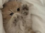 British longhair - British Shorthair Kitten For Sale - Des Moines&comma; WA&comma; US