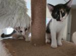Half Siamese Kittens boy girl - American Shorthair Kitten For Sale - Charlotte&comma; NC&comma; US