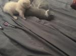 Adays cats - Domestic Kitten For Sale - Loxahatchee&comma; FL&comma; US