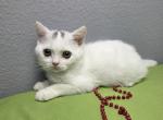 Edward - Scottish Straight Kitten For Sale - 