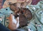 ET's litter - Domestic Kitten For Adoption - Davenport&comma; IA&comma; US