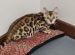 Bengal - Bengal Kitten For Sale - 