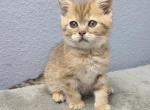 Andrew - Scottish Straight Kitten For Sale - 