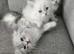 Siberian  British shorthair - British Shorthair Kitten For Sale - 