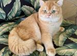 British Shorthair Golden Male Retiring - British Shorthair Cat For Sale - Orlando&comma; FL&comma; US