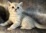 Timon Simba - Scottish Straight Kitten For Sale - Spokane&comma; WA&comma; US