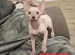 Cookie's Offspring - Sphynx Kitten For Sale - Edgewood&comma; WA&comma; US