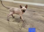 Tiger and Stripes and Elf - Sphynx Kitten For Sale - Edgewood&comma; WA&comma; US
