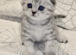 Bella's - Scottish Fold Kitten For Sale - Grove City&comma; OH&comma; US