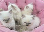Gorgeous new litter of lilac minks - Ragdoll Kitten For Sale - Avenel&comma; NJ&comma; US
