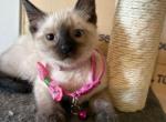 Lizzy - Siamese Kitten For Sale - 