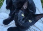 Tanya - Russian Blue Kitten For Sale - Becker&comma; MN&comma; US