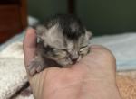 Baby 3 - Scottish Fold Kitten For Sale - Monticello&comma; MN&comma; US