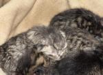 Baby 4 - Scottish Fold Kitten For Sale - 