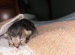 Baby 5 - Scottish Fold Kitten For Sale - Monticello&comma; MN&comma; US