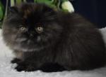 Blair - Persian Kitten For Sale - 