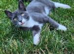 Pete - Russian Blue Kitten For Sale - 